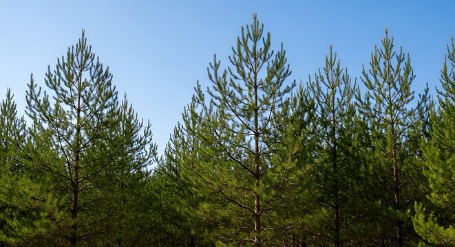 Lush green pine forest trees reaching towards a clear blue sky on a sunny day