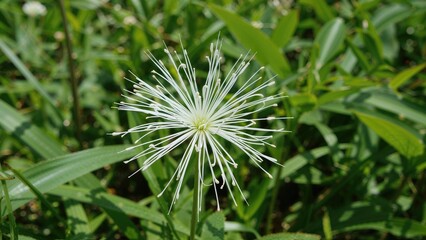 White spiky flower surrounded by green leaves, natural flora, botanical, garden scenery, with a dispersed structure.