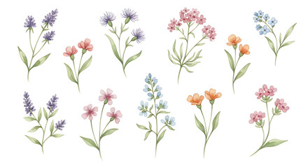 Delicate Watercolor Wildflower Collection - Hand-Painted Botanical Illustrations Set with Various Colorful Blossoms and Greenery, Ideal for Spring and Summer Designs