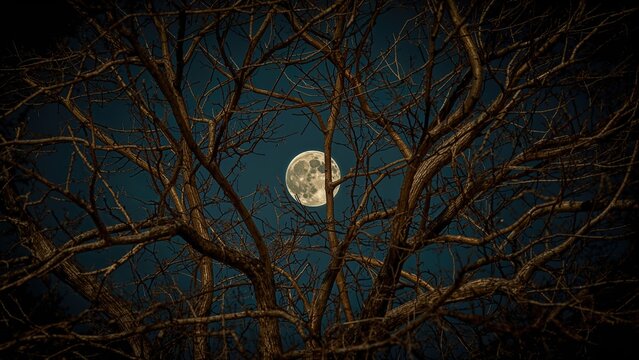 A full moon shining through the branches of leafless trees at night.