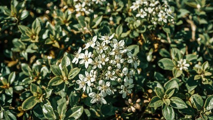 White flowers surrounded by green and yellow variegated leaves.