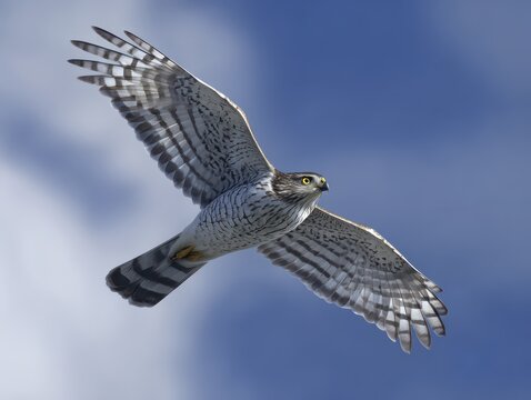 Soaring Sharp Shinned Hawk Gliding Through a Clear Blue Sky in a Dance of Nature's Wildlife