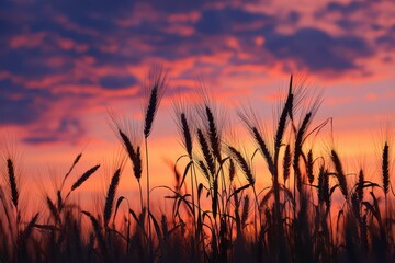Rural Charm: Silhouettes of Wheat Against a Dramatic Peachy Sunset in a Summer Landscape
