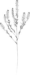 Obraz premium vector drawing of a tree