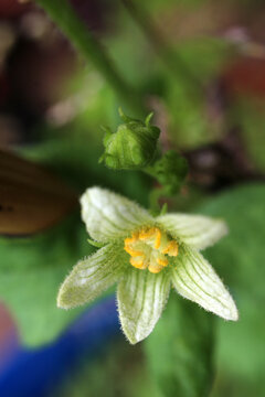 Flower of Bryonia dioica - red bryony - white bryony - English mandrake - ladies' seal
