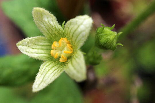 Flower of Bryonia dioica - red bryony - white bryony - English mandrake - ladies' seal