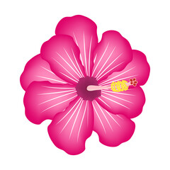 Tropical pink hibiscus flower blossom with botanical details, exotic floral nature element for summer cards, invitations and digital design.