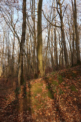 Forest near Chevreuse - Yvelines - Ile-de-France - France