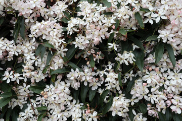 Clematis armandii - Armand clematis - evergreen clematis