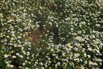 Carpet of daisies - Bellis perennis © Collpicto