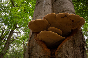 Fomes fomentarius - tinder fungus - false tinder fungus - hoof fungus - tinder conk - tinder polypore - ice man fungus 
