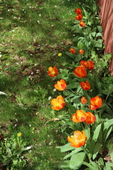 Orange tulips in a garden