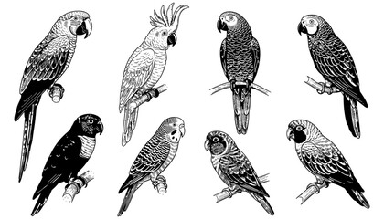 Fototapeta premium Intricate black and white parrot designs: detailed bird art collection