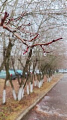 Winter beginning. Trees in park with frozen drops on branches. Close-up of branch with icicles, blurred background. Winter scenes, cold weather themes. Beauty of winter, details of nature in frosty