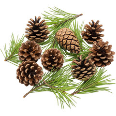 Fototapeta premium Pinecones and Evergreen Branch Festive Holiday Decoration Elements Isolated Pine Cones for on transparent background