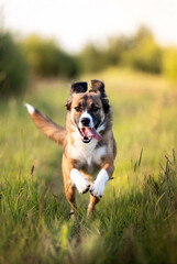 Joyful Border Collie Runs Through Golden Meadow in Bright Sunny Light
