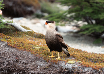Southern Crested Caracara in Patagonia mountain range in Argentina