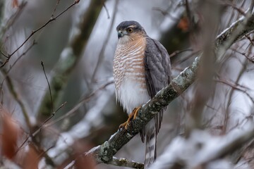 Fototapeta premium Sharp-Shinned Hawk Perched on a Winter Tree Branch During Daylight