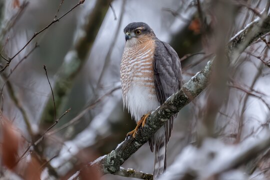 Sharp-Shinned Hawk Perched on a Winter Tree Branch During Daylight