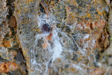 Female and exposed eggs of Dreyfusia piceae, balsam woolly aphid also called silver-fir adelges. On...