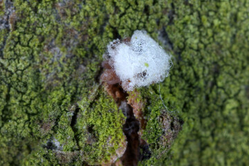 Fototapeta premium Uncovered eggs of Dreyfusia piceae, balsam woolly aphid also called silver-fir adelges. On the bark of a fir tree trunk.