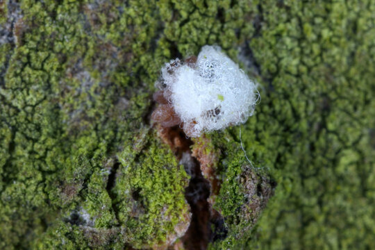Uncovered eggs of Dreyfusia piceae, balsam woolly aphid also called silver-fir adelges. On the bark of a fir tree trunk. - Powered by Adobe