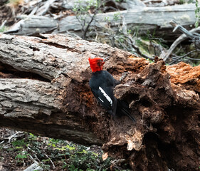 Magellanic woodpecker in Patagonia mountain range