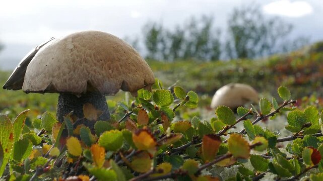 Beautiful boletus in the Lapland tundra on an autumn day.