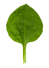 Green plantain leaf isolated on white background.