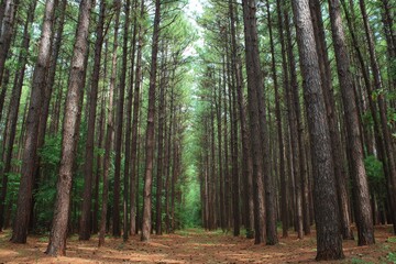 Fototapeta premium Lush Piney Woods: A Dense Summer Forest Scene in the Northeast, Bathed in Afternoon Light