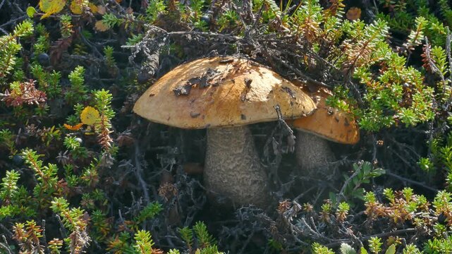 Beautiful boletus in the Lapland tundra on an autumn day.
