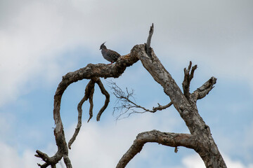 Australian Crested Pigeon (Ocyphaps lophotes)