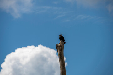 Australian Raven (Corvus coronoides)