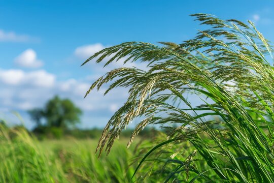 Lush Johnson Grass Flourishing Under a Clear Summer Sky, Enriching the Green Meadow Landscape
