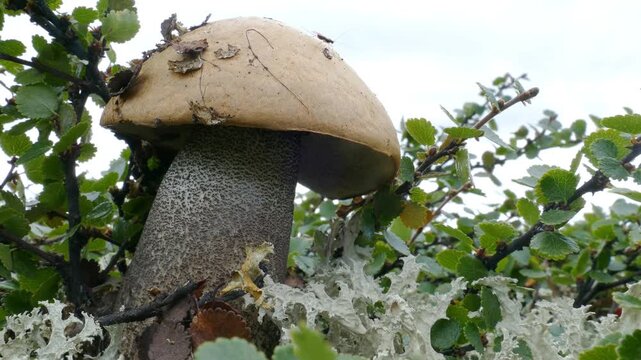 Beautiful boletus in the Lapland tundra on an autumn day.