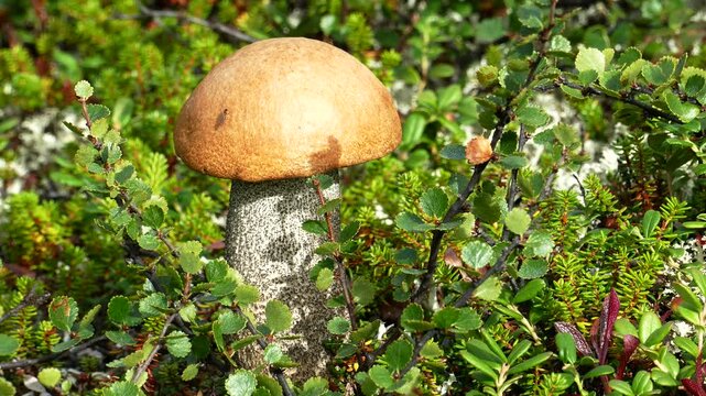 Beautiful boletus in the Lapland tundra on an autumn day.