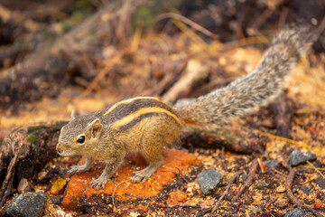 Chipmunk against the backdrop of tropical nature. Chipmunk close-up, running along tree branches.