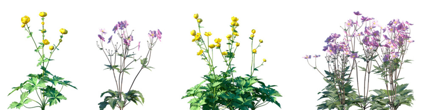 Set of Trollius europaeus and Anemone hupehensis flowering frontal isolated png on a transparent background perfectly cutout high resolution