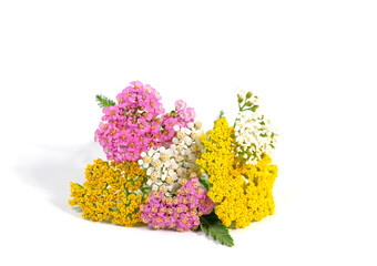 Bunte Schafgarbe vor weißem Hintergrund © M. Schuppich