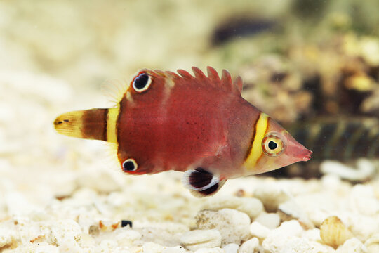 Sharpnose  or Possum wrasse (Wetmorella nigropinnata)