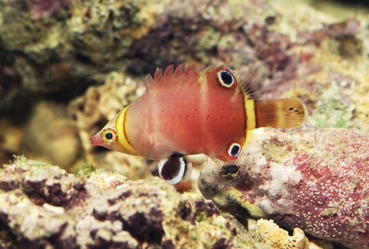 Sharpnose  or Possum wrasse (Wetmorella nigropinnata)