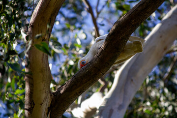Long-billed Corella (Cacatua tenuirostris)