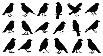 A collection of various bird silhouettes in different poses, including standing, perching, and flying. Isolated black graphic icons