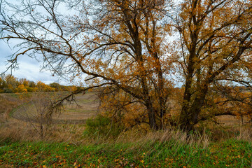 beautiful landscape of autumn forest with bright yellow leaves on trees, cloudy weather