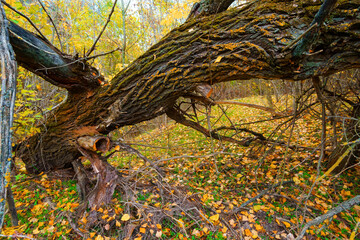 beautiful landscape of autumn forest with bright yellow leaves on trees, fallen dry tree, cloudy weather