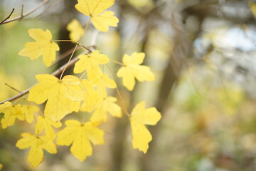 Detalle de horas de otoño, enfocadas unas hojas y resto desenfocado composición lateral, fondo creativo