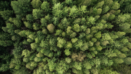 aerial view, forest, top-down, drone shot, green trees, woodland, nature, spring, dense forest, tree canopy, forest pattern, natural texture, foliage, environment, biodiversity, treetops, ecosystem, f