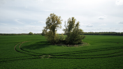 Drone image of an expansive green agricultural field in spring with isolated tree clusters and visible tractor paths. The rural landscape features a clear contrast between the lush vegetation and the 