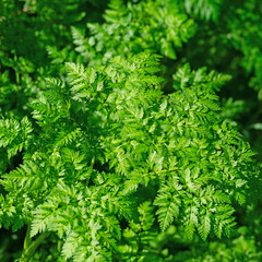 Blätter,Kraut der wilden Möhre,Daucus carota