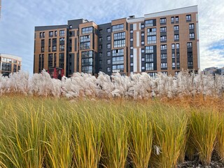 Pampas grass and vibrant green plants in front of contemporary apartment buildings
